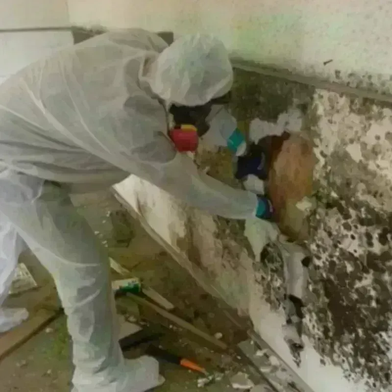 Mold Remediation and Removal in Etna, PA